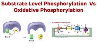 7.1: Introduction to Oxidative Phosphorylation.
